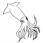 Squid Coloring Pages Clipart