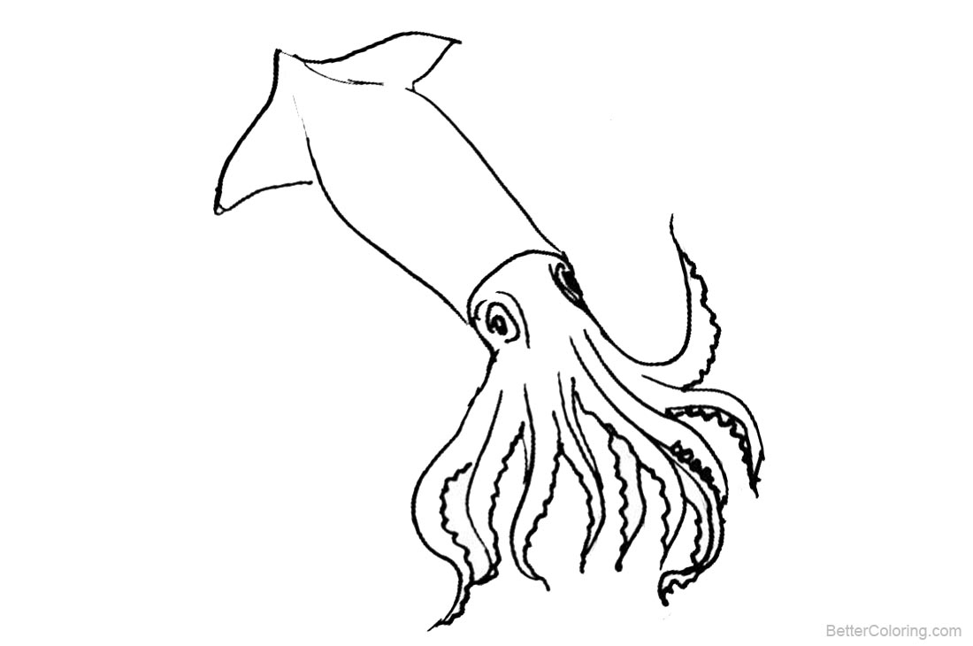 Squid Coloring Pages Clipart printable for free