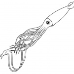 Squid Coloring Pages Line Art