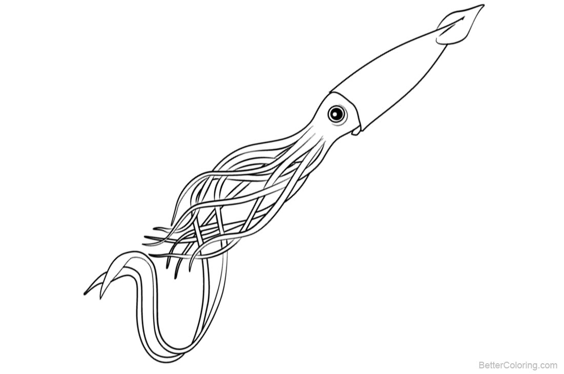 Squid Coloring Pages Line Art printable for free