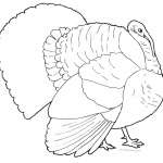 Turkey Coloring Pages