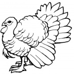 Turkey Coloring Pages Line Art