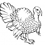 Turkey Coloring Pages Realistic Line Drawing