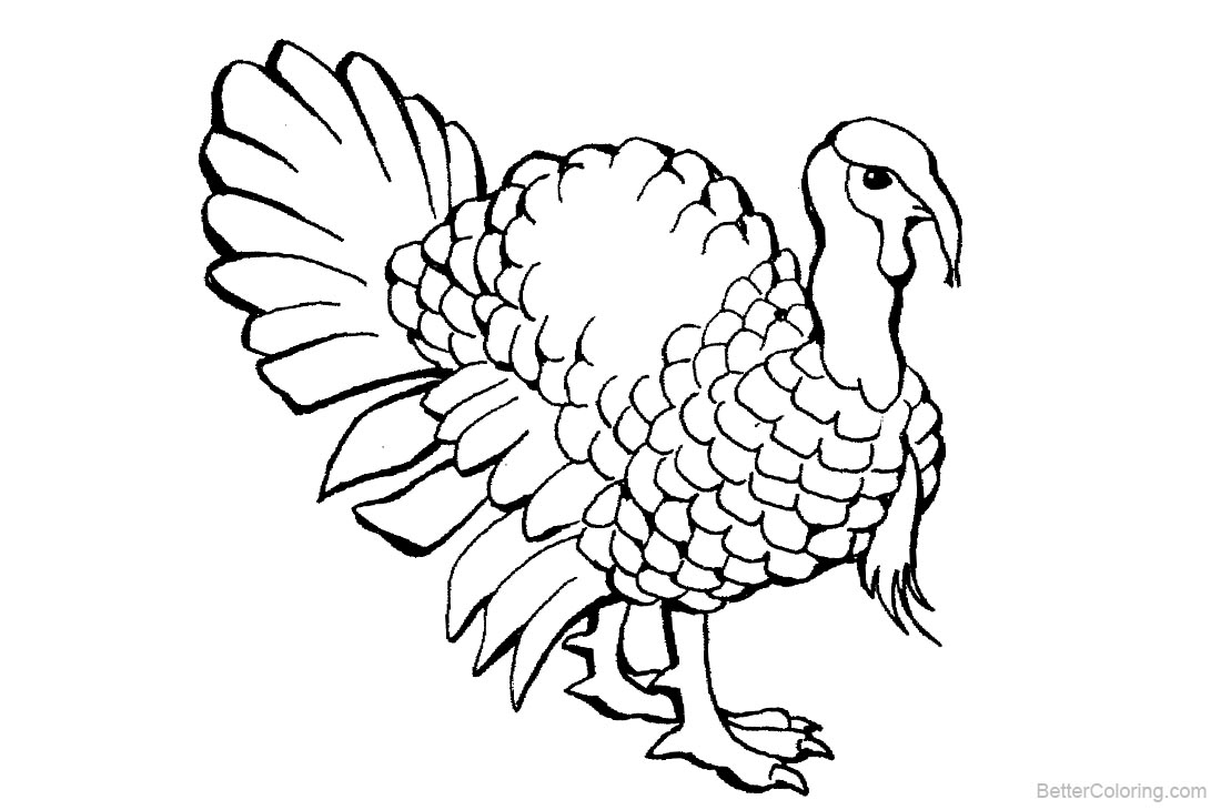 Turkey Coloring Pages Realistic Line Drawing printable for free