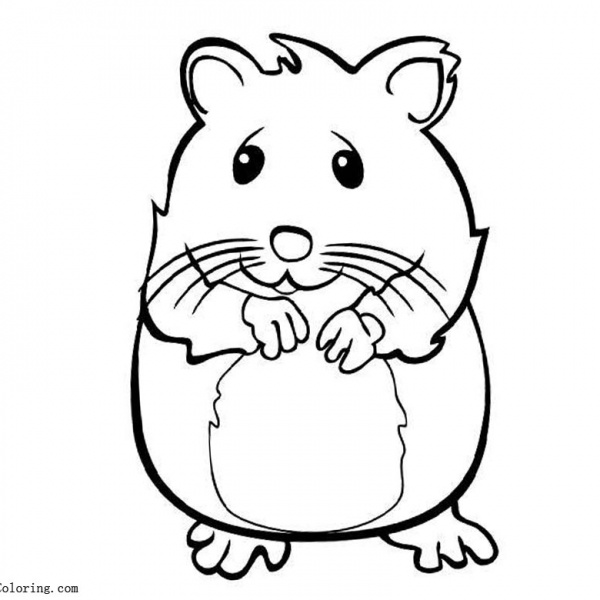 Hamster Coloring Pages Realistic Drawing Free Printable Coloring Pages Hamster Coloring Pages Realistic Drawing Free Printable Coloring Pages