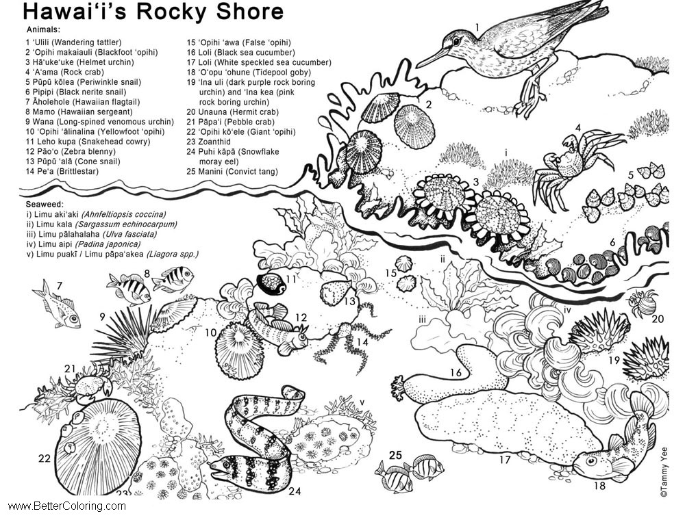 Free Hawaii Under The Sea Coloring Pages Rocky Shore printable