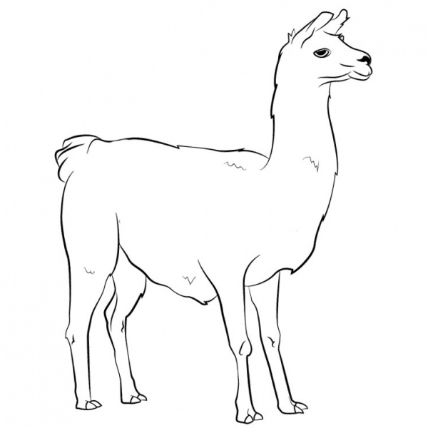 Llama Coloring Pages with Glasses - Free Printable Coloring Pages