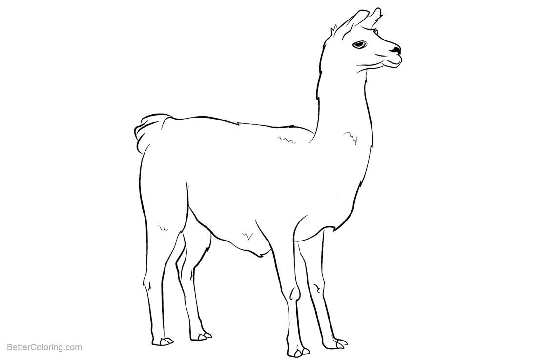 Llama Coloring Pages Clipart - Free Printable Coloring Pages