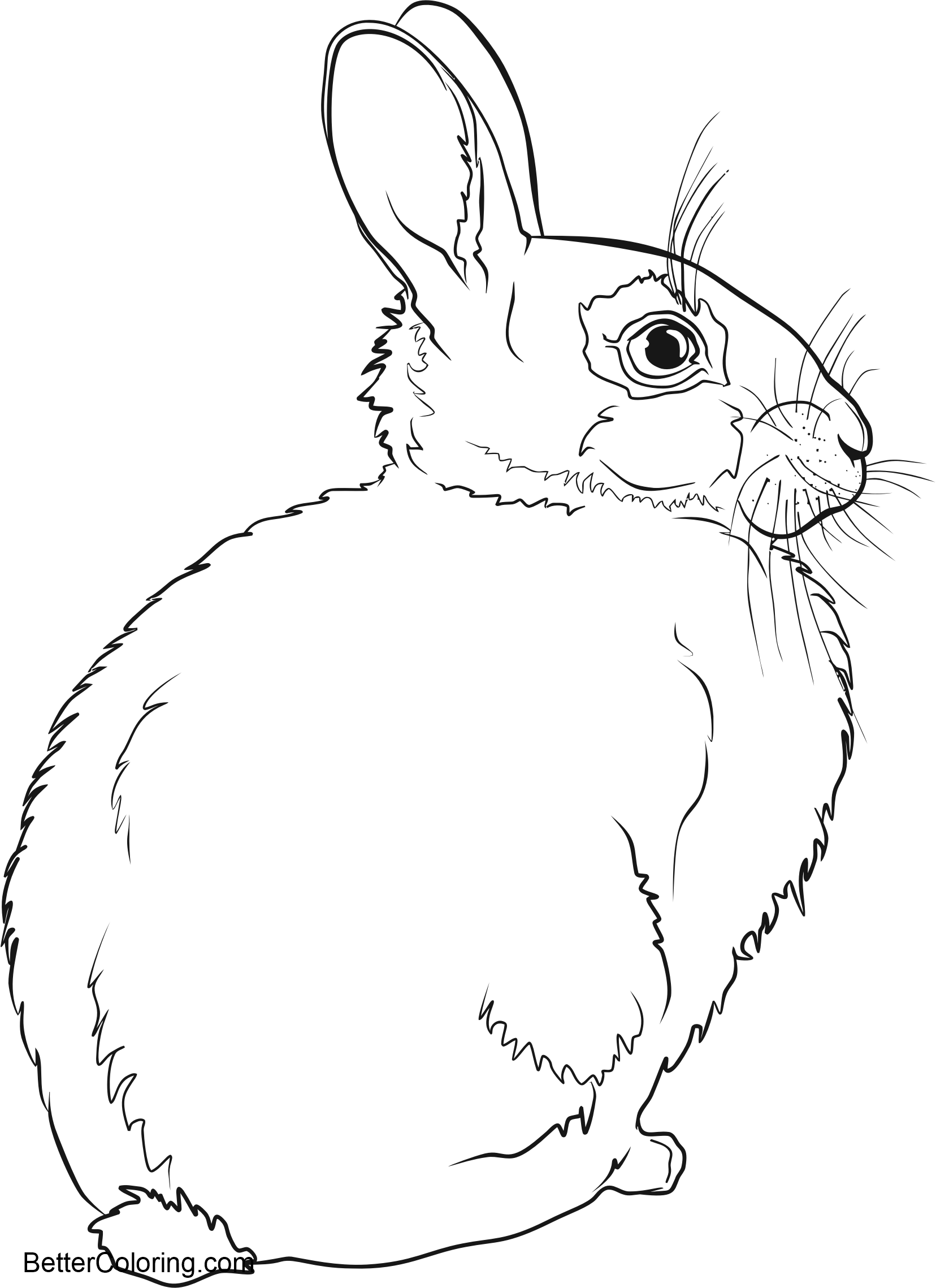 Download Rabbit in Winter Coloring Pages - Free Printable Coloring ...