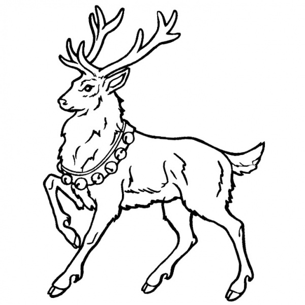 Realistic Reindeer Coloring Pages - Free Printable Coloring Pages