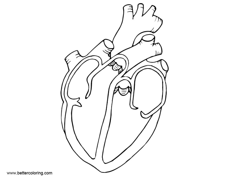 Anatomy Coloring Pages Diagram Heart - Free Printable Coloring Pages
