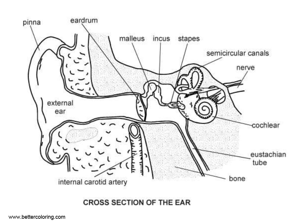 Free Anatomy Coloring Pages Ear Diagram printable