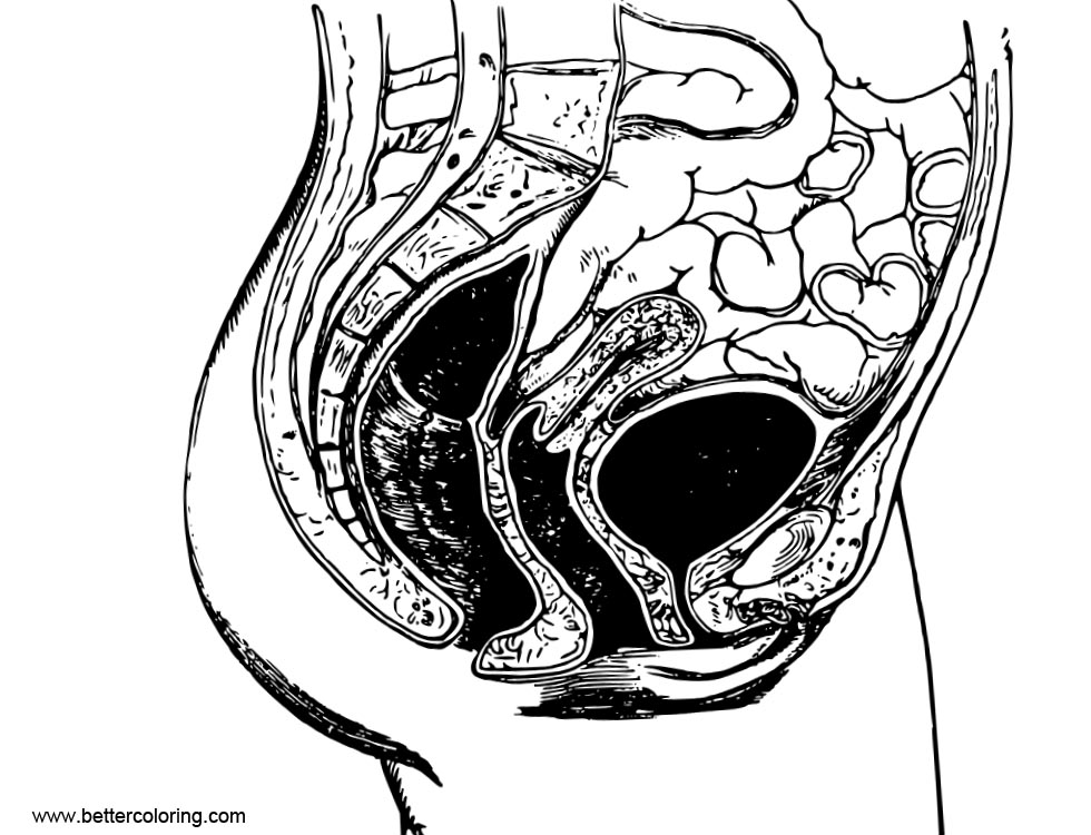 Anatomy Coloring Pages Female Pelvic Anatomy - Free Printable Coloring