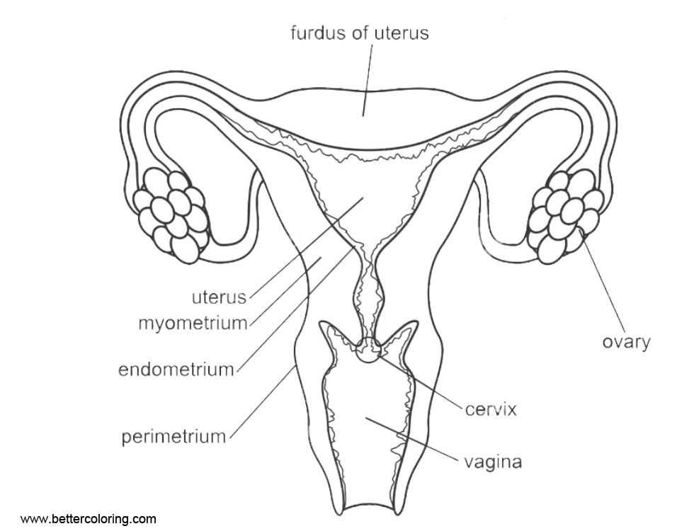 Free Anatomy Coloring Pages Female Reproductive System printable