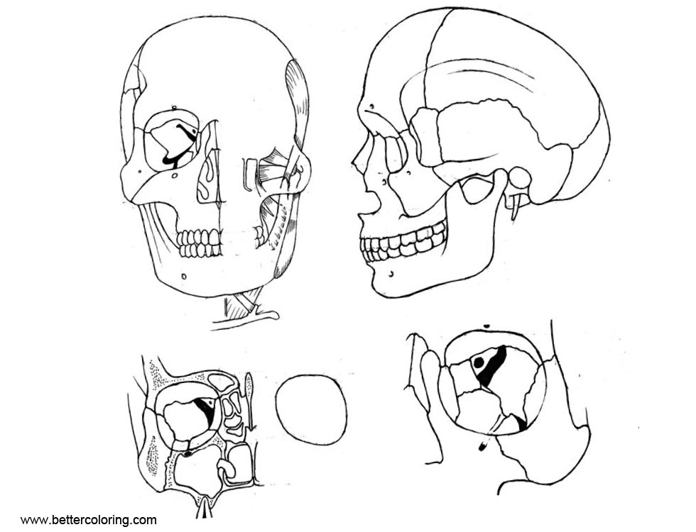 Free Anatomy Coloring Pages Head and Neck printable
