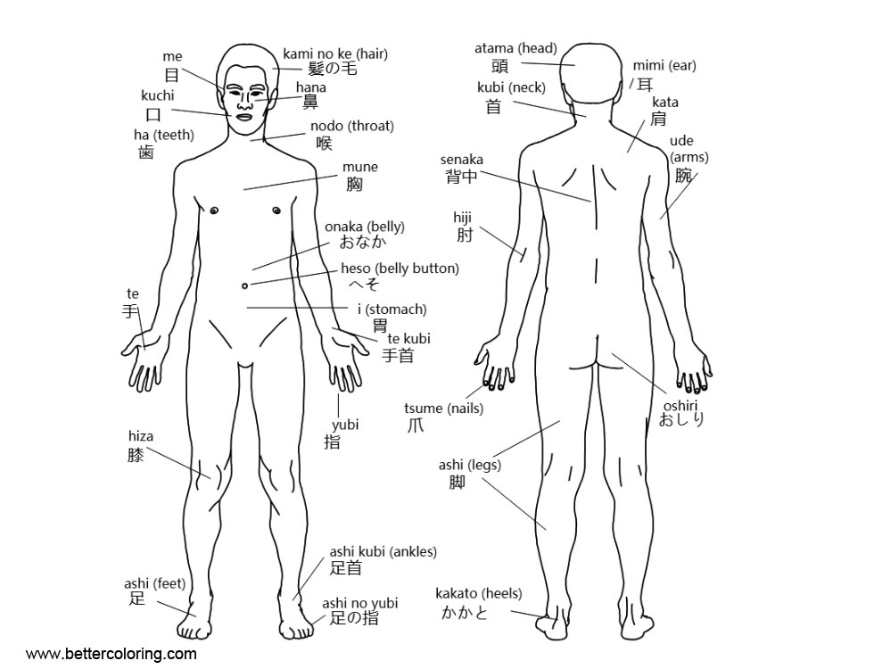 Free Anatomy Coloring Pages Human Body with Japanese Labels printable