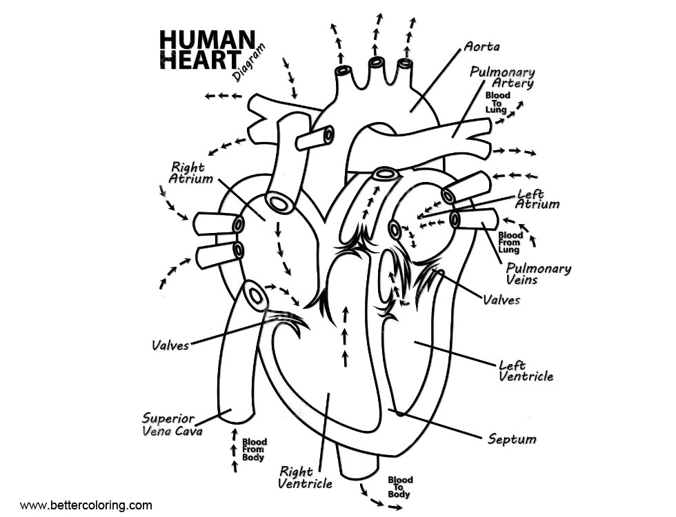 Anatomy Coloring Pages Human Heart Realistic Drawing - Free Printable