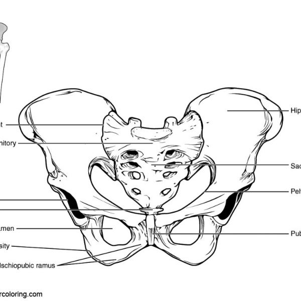 Anatomy Coloring Pages Head and Neck - Free Printable Coloring Pages