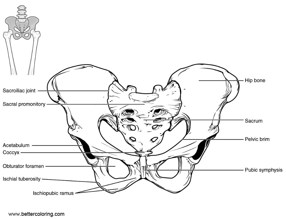 Free Anatomy Coloring Pages Line Art printable