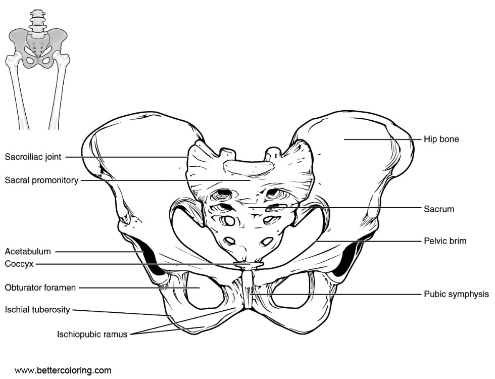 Download Anatomy Coloring Pages Line Art - Free Printable Coloring Pages