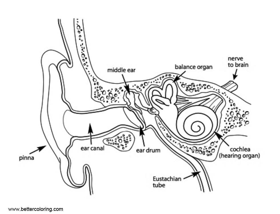 Free Anatomy Coloring Pages Middle Ear printable