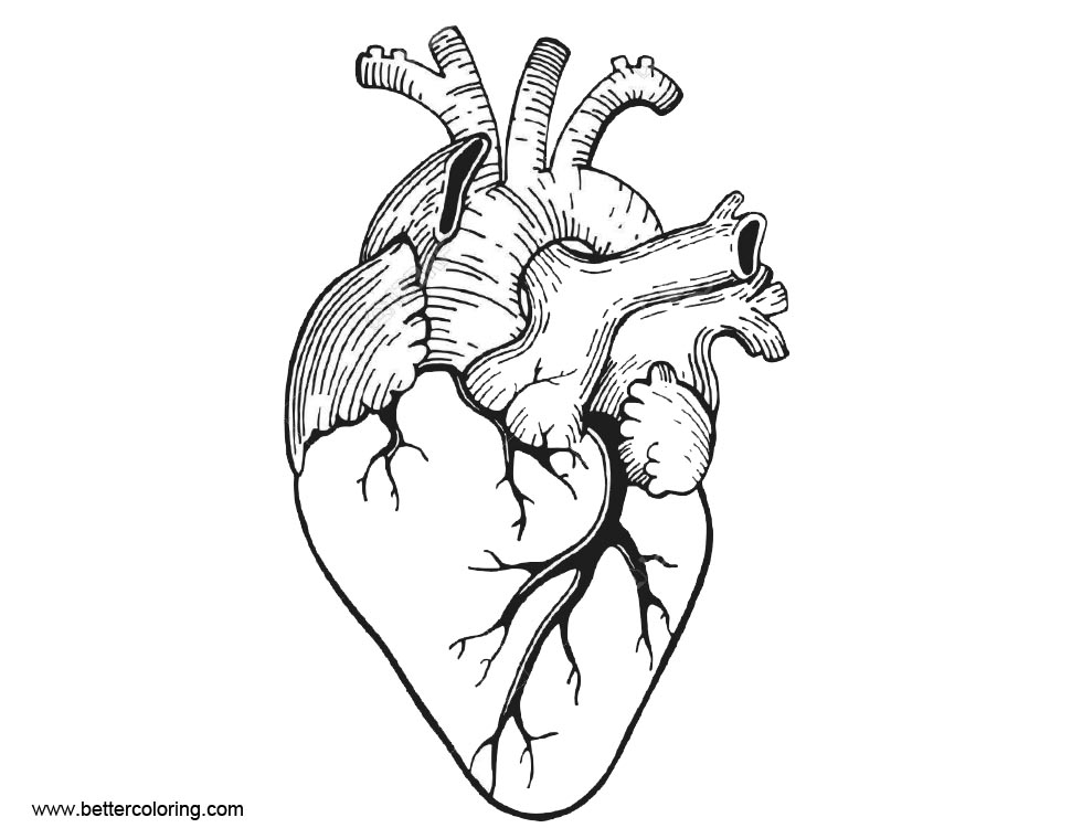 Anatomy Coloring Pages Realistic Anatomical Heart - Free Printable