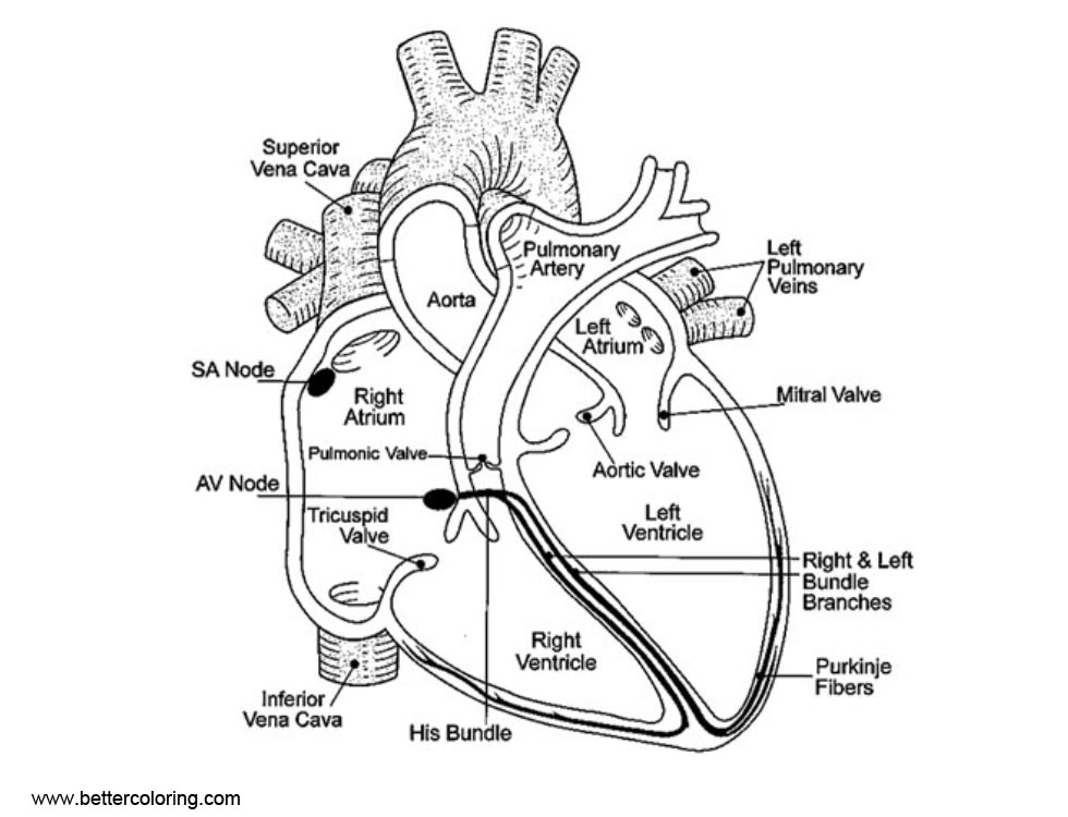 Anatomy Coloring Pages The heart is a pump - Free Printable Coloring Pages