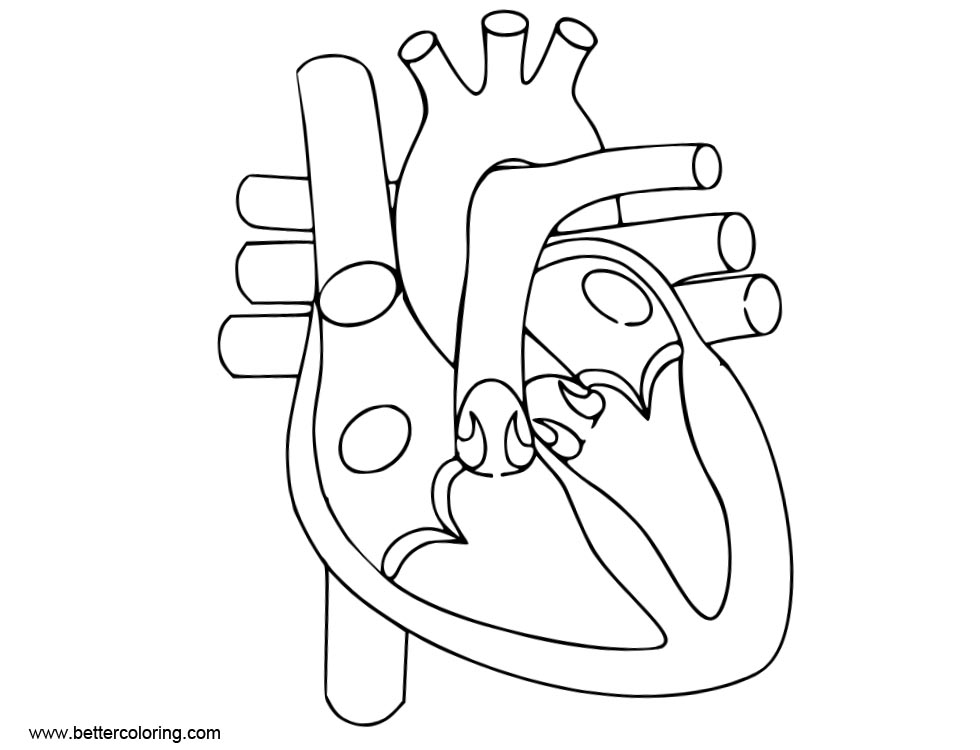 Picture Of Printable Human Heart