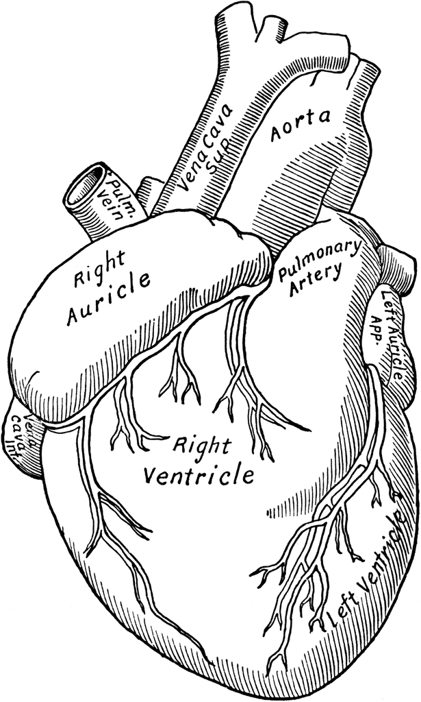 Free Anatomy Heart Coloring Pages printable
