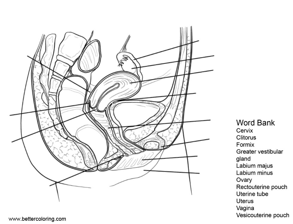 Anatomy of Female Reproductive System Coloring Pages - Free Printable