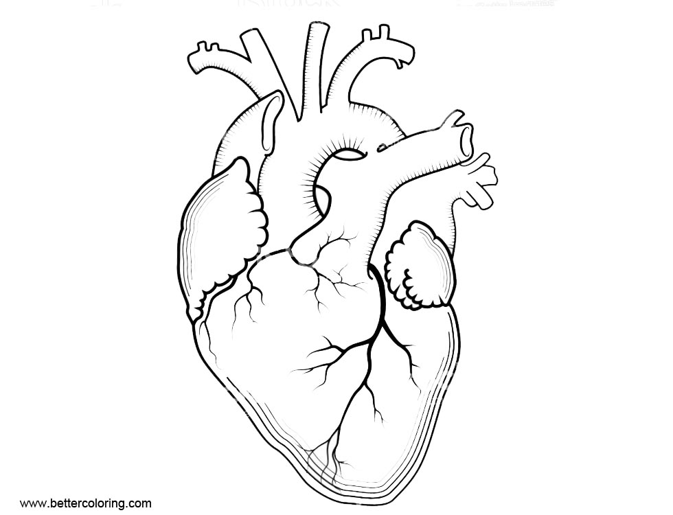 Anatomy of Heart Coloring Pages Internal Human Organ - Free Printable