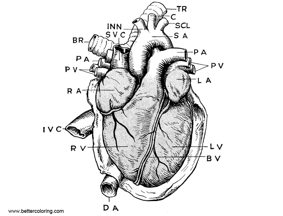 Anatomy of Heart Coloring Pages - Free Printable Coloring Pages