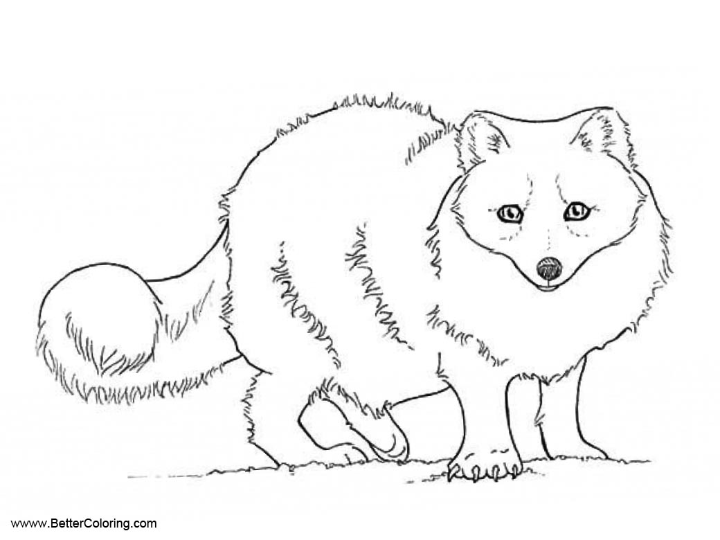 Arctic Tundra Animals Coloring Pages Arctic Fox Free Printable Arctic Tundra Animals Coloring Pages Arctic Fox Free Printable