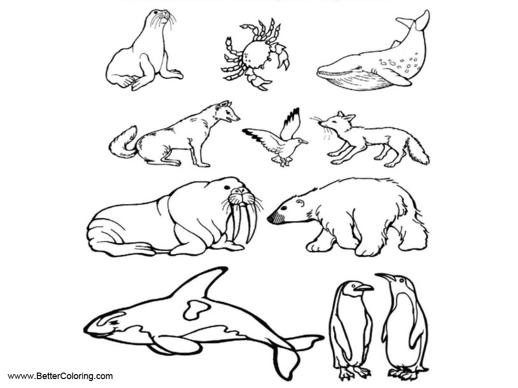 Arctic Animals Coloring Pages Animalghi