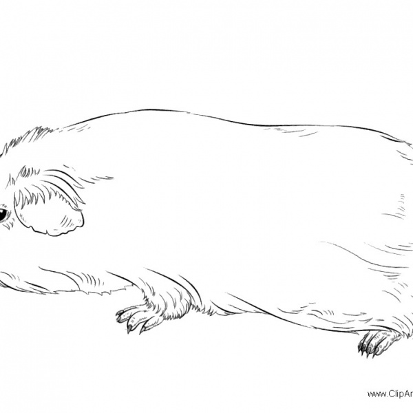guinea pig coloring pages printable
