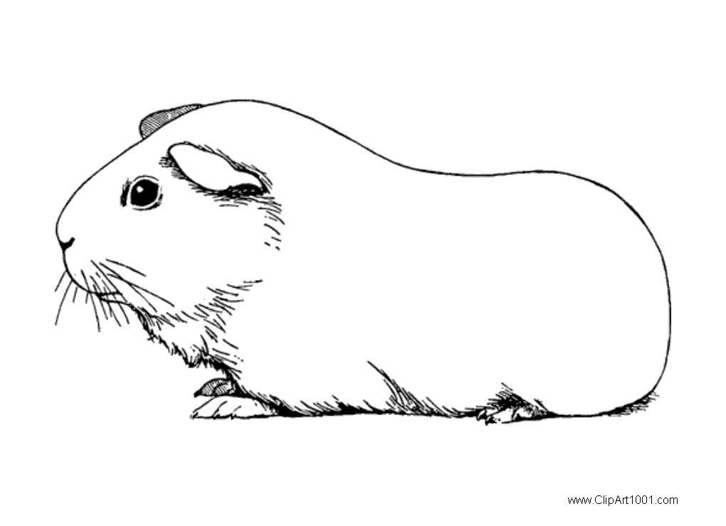 Guinea Pig Coloring Pages Black And White Free Printable Coloring Pages Guinea Pig Coloring Pages Black And White Free Printable Coloring Pages