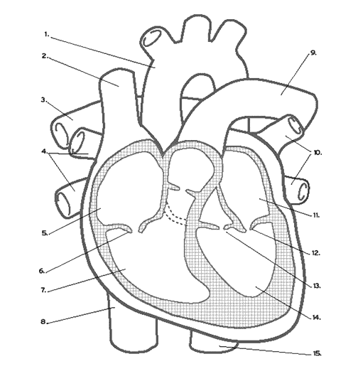 Free Heart Anatomy Coloring Pages Black and White printable