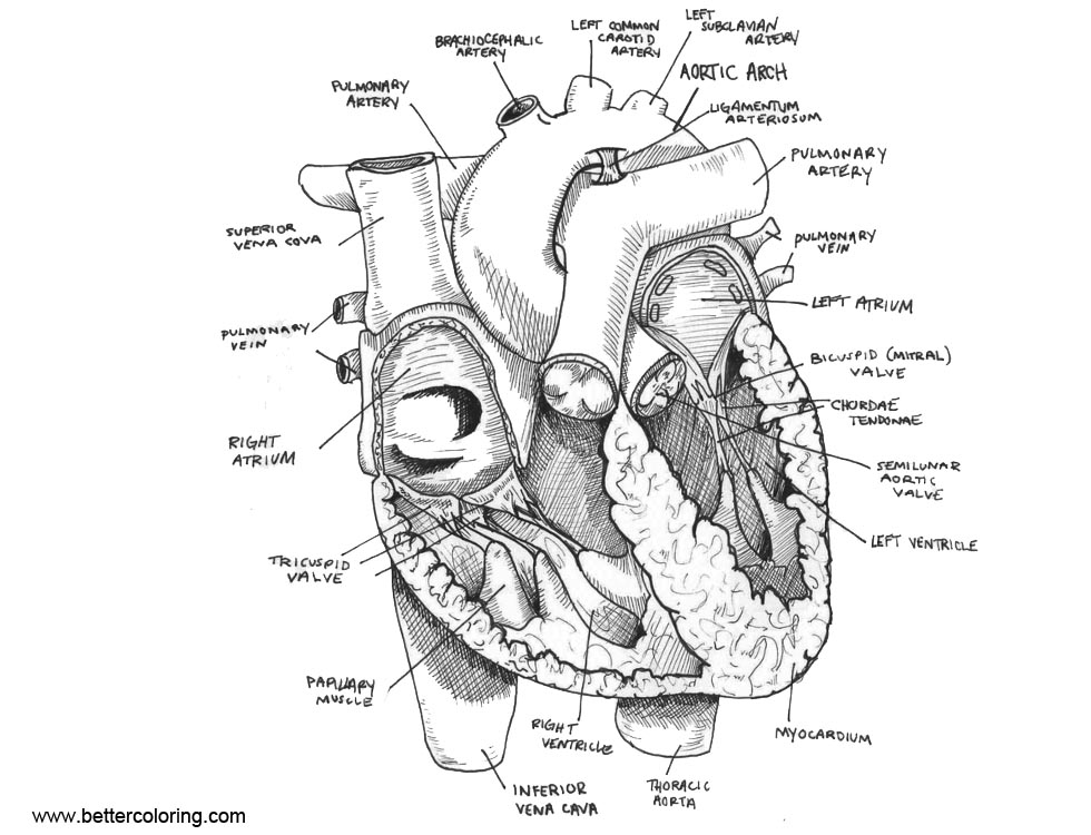 Heart Anatomy Coloring Pages Sketch - Free Printable Coloring Pages