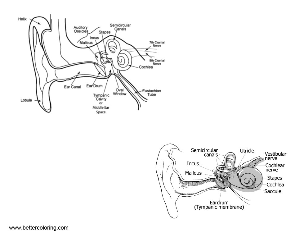 Free Human Ear Anatomy Coloring Pages printable