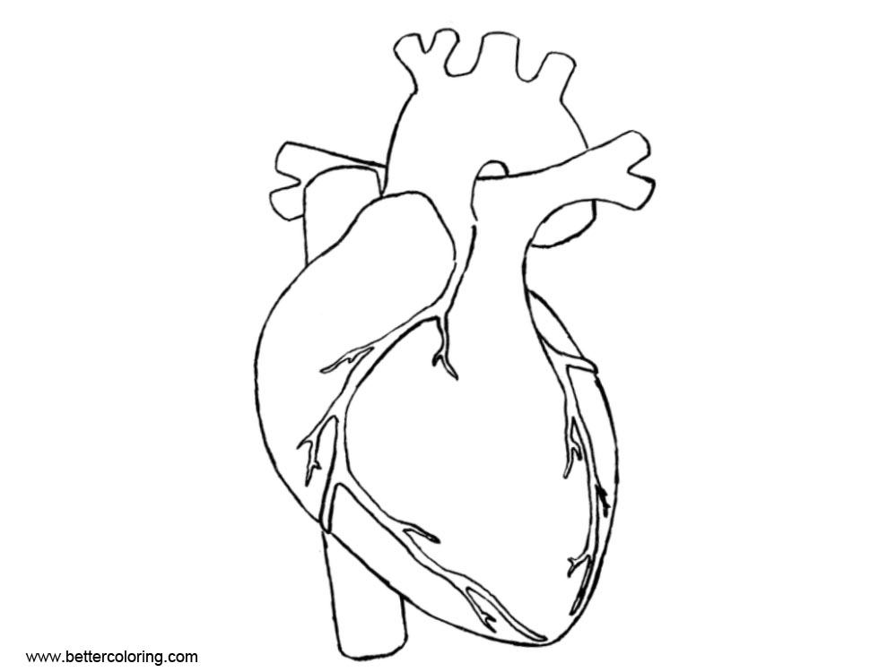 Human Heart Anatomy Coloring Pages - Free Printable Coloring Pages