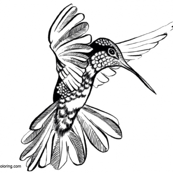 Realistic Hummingbird Coloirng Pages Free Printable Coloring Pages