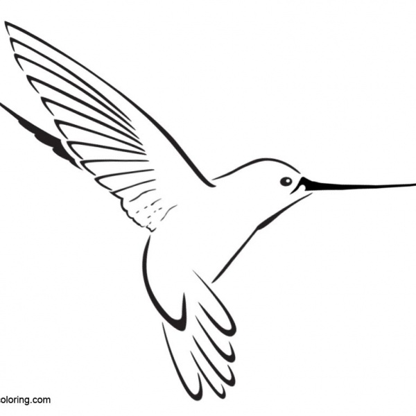 Realistic Hummingbird Coloirng Pages - Free Printable Coloring Pages