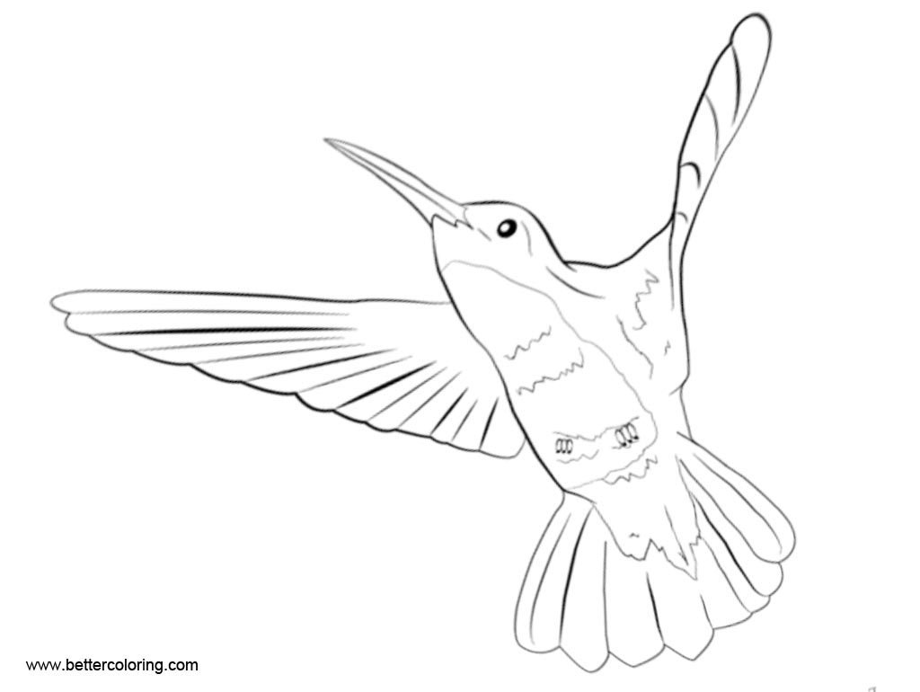 Free Hummingbird Coloirng Pages Line Drawing printable