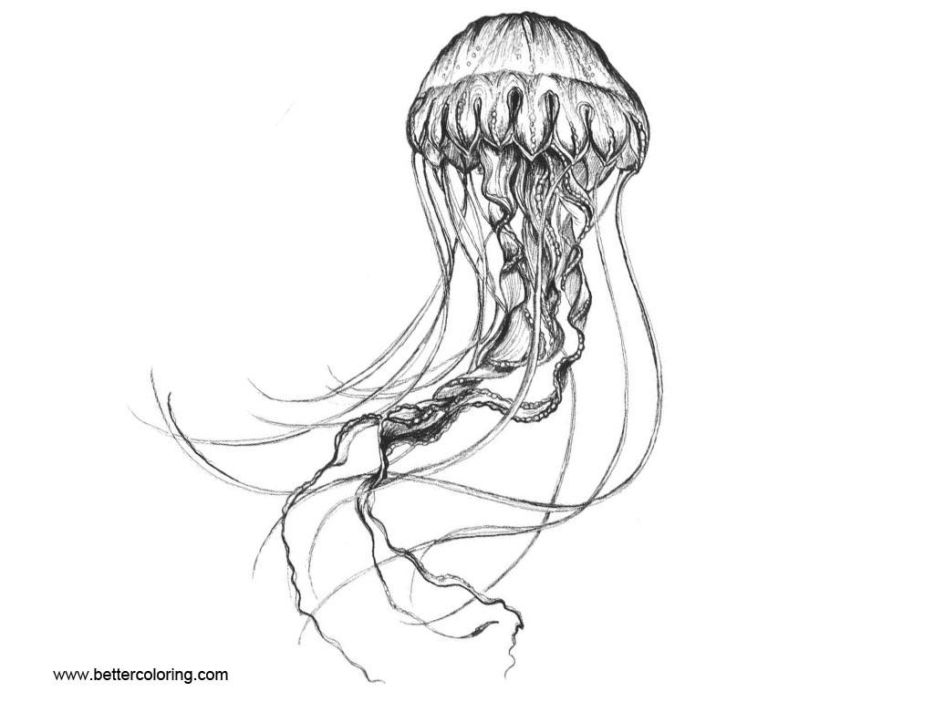 Jellyfish Coloring Pages Black and White - Free Printable Coloring Pages
