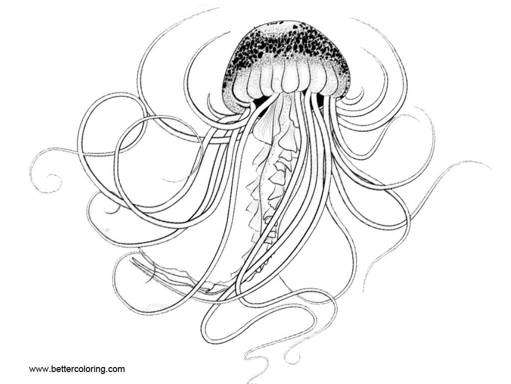 Free Jellyfish Coloring Pages Hand Drawing printable