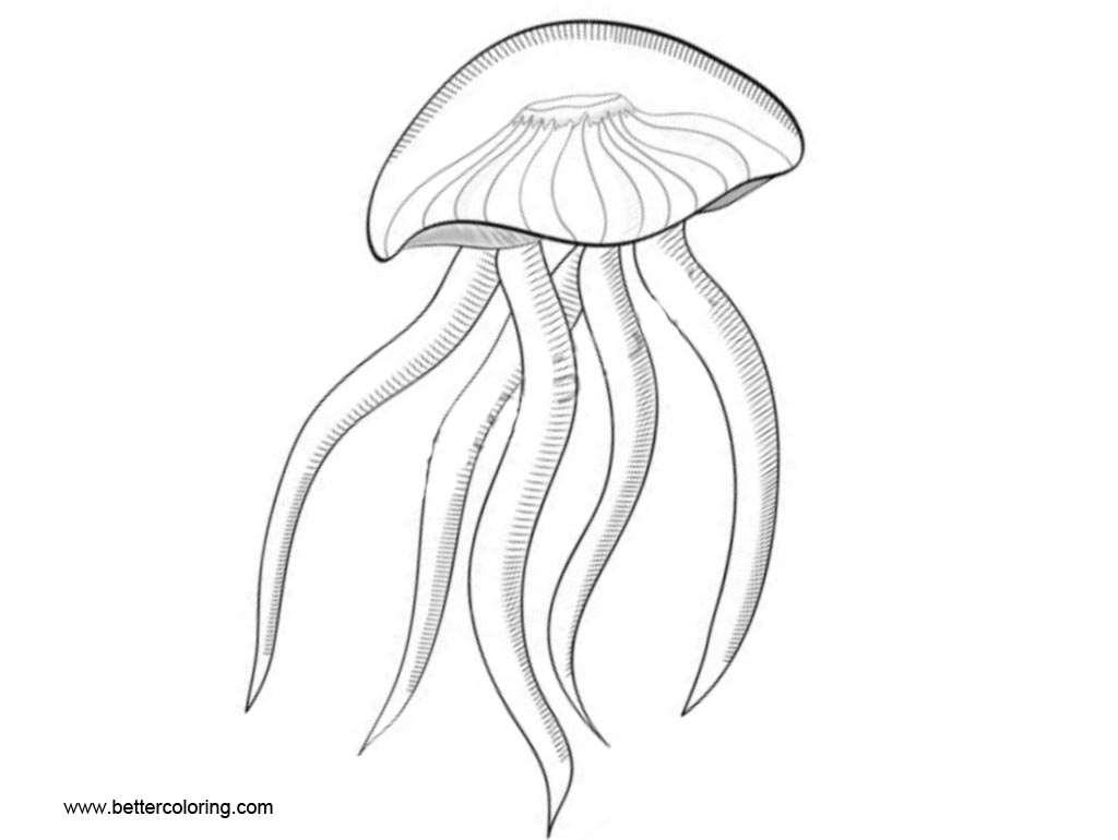 Free Jellyfish Coloring Pages Illustrations printable