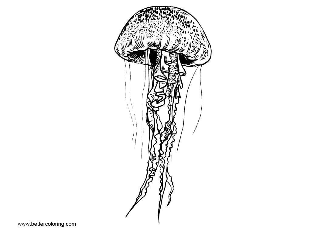 Free Jellyfish Coloring Pages Line Drawing printable