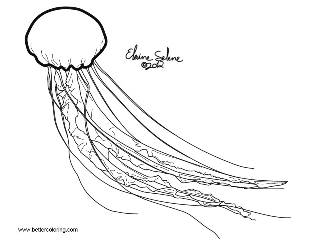Jellyfish Coloring Pages by ElaineSeleneStock - Free Printable Coloring