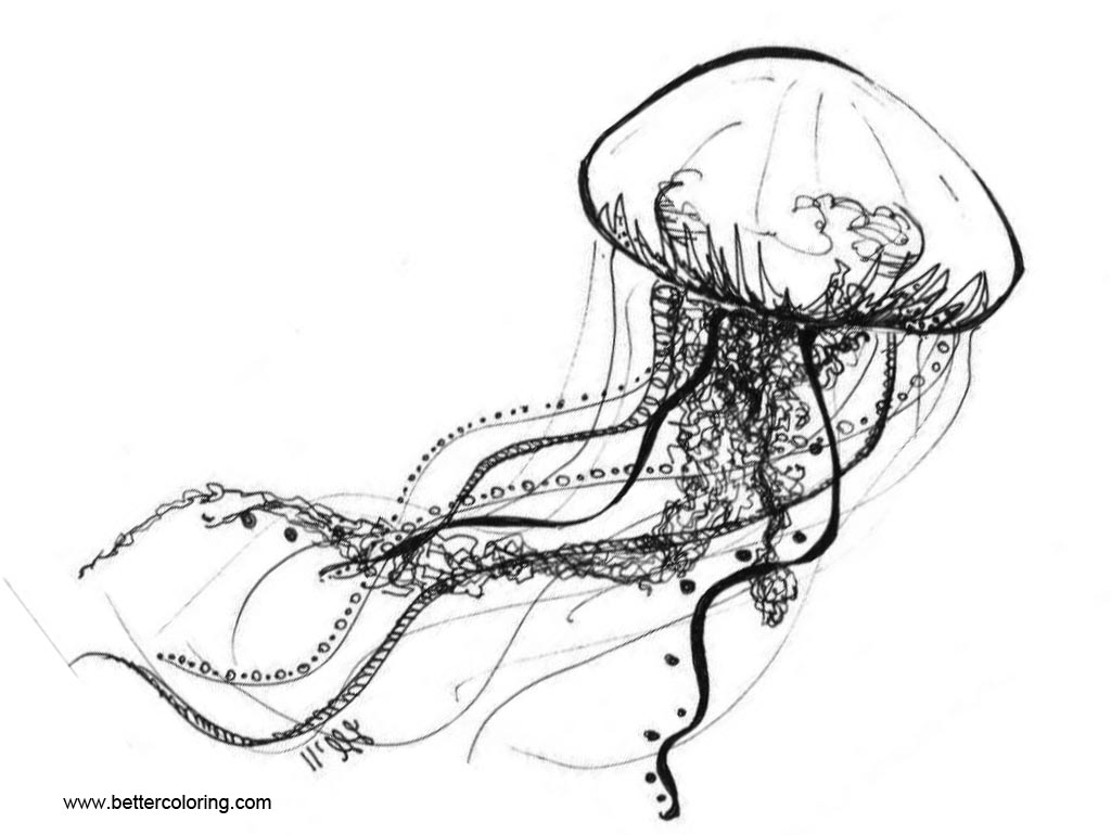 Jellyfish Coloring Pages for Adults - Free Printable Coloring Pages