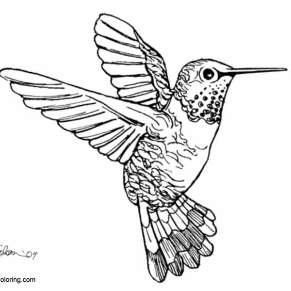 How to Draw Hummingbird Coloirng Pages - Free Printable ...